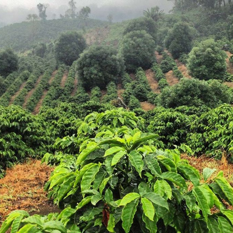 Ethiopia Yirgacheffe